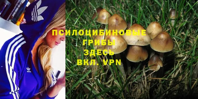 маркетплейс формула  ОМГ ОМГ как войти  Новотроицк  Псилоцибиновые грибы MAGIC MUSHROOMS 